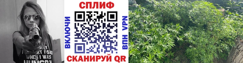 Каннабис ГИДРОПОН Порхов